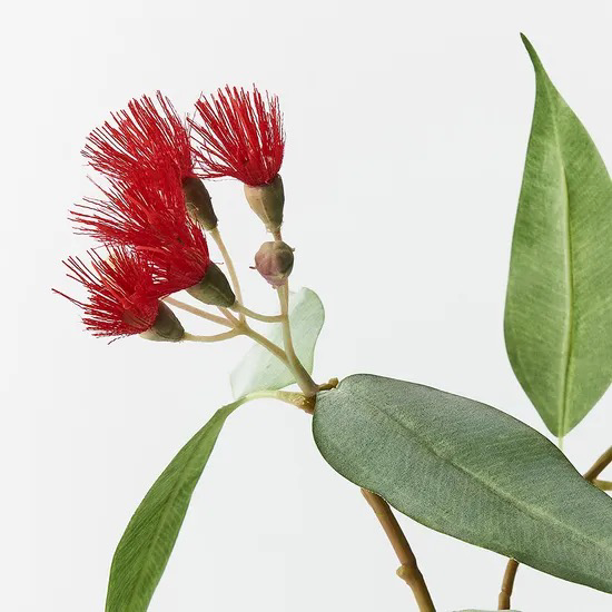 Flowering Eucalyptus - Red