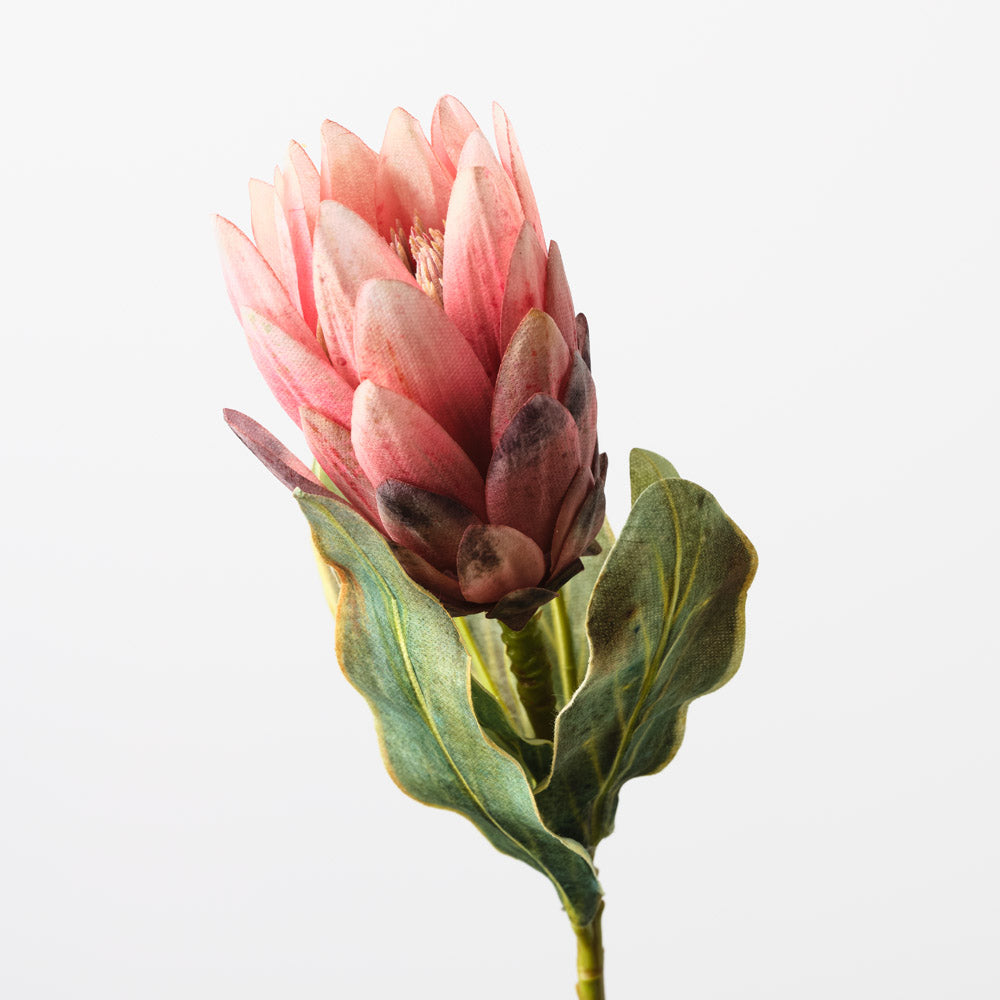 Queen Protea Pink