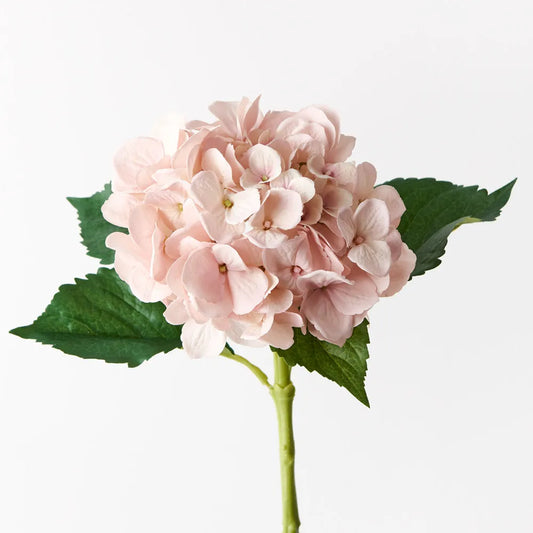 Hydrangea - Soft Pink