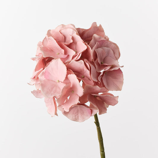 Hydrangea - Dusty Pink