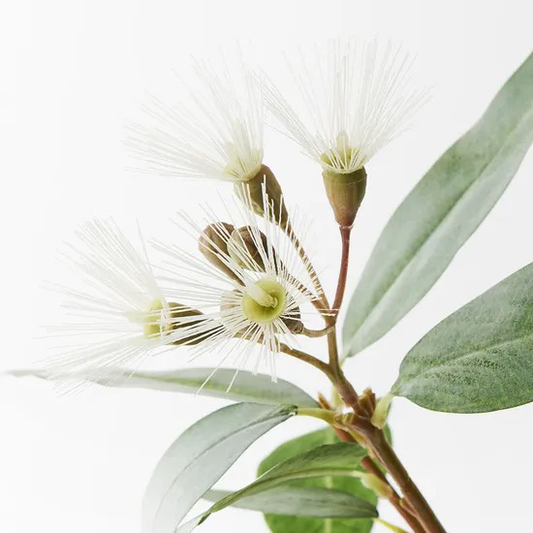 Flowering Eucalyptus - Cream