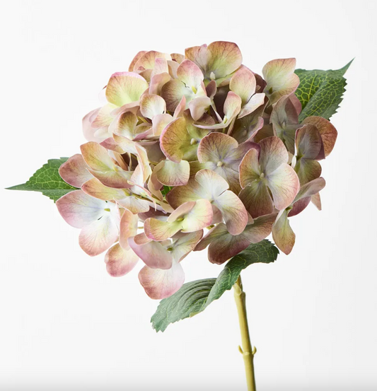 Hydrangea Eggplant Green 63cm
