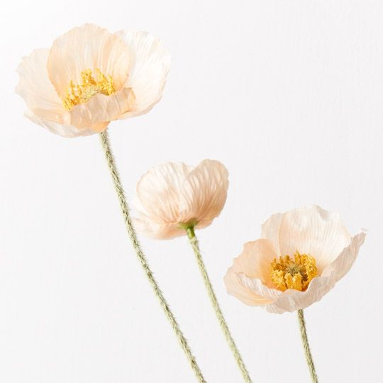 Poppy Iceland Spray - Peach
