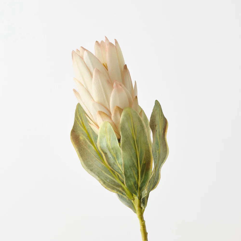 Queen Protea Cream