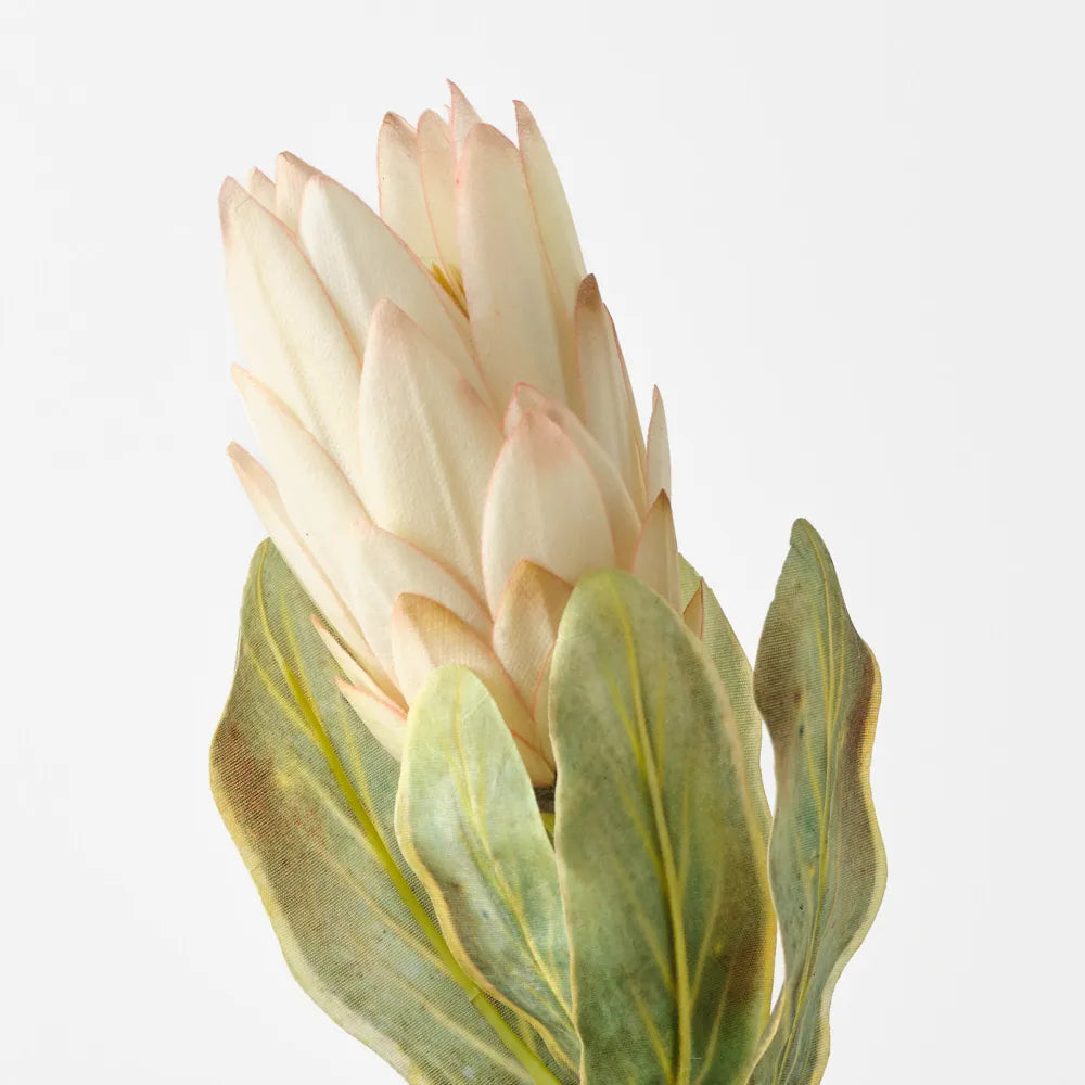 Queen Protea Cream