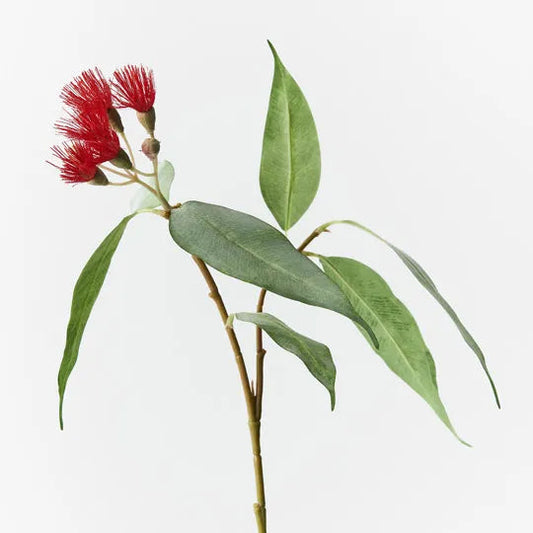 Flowering Eucalyptus - Red