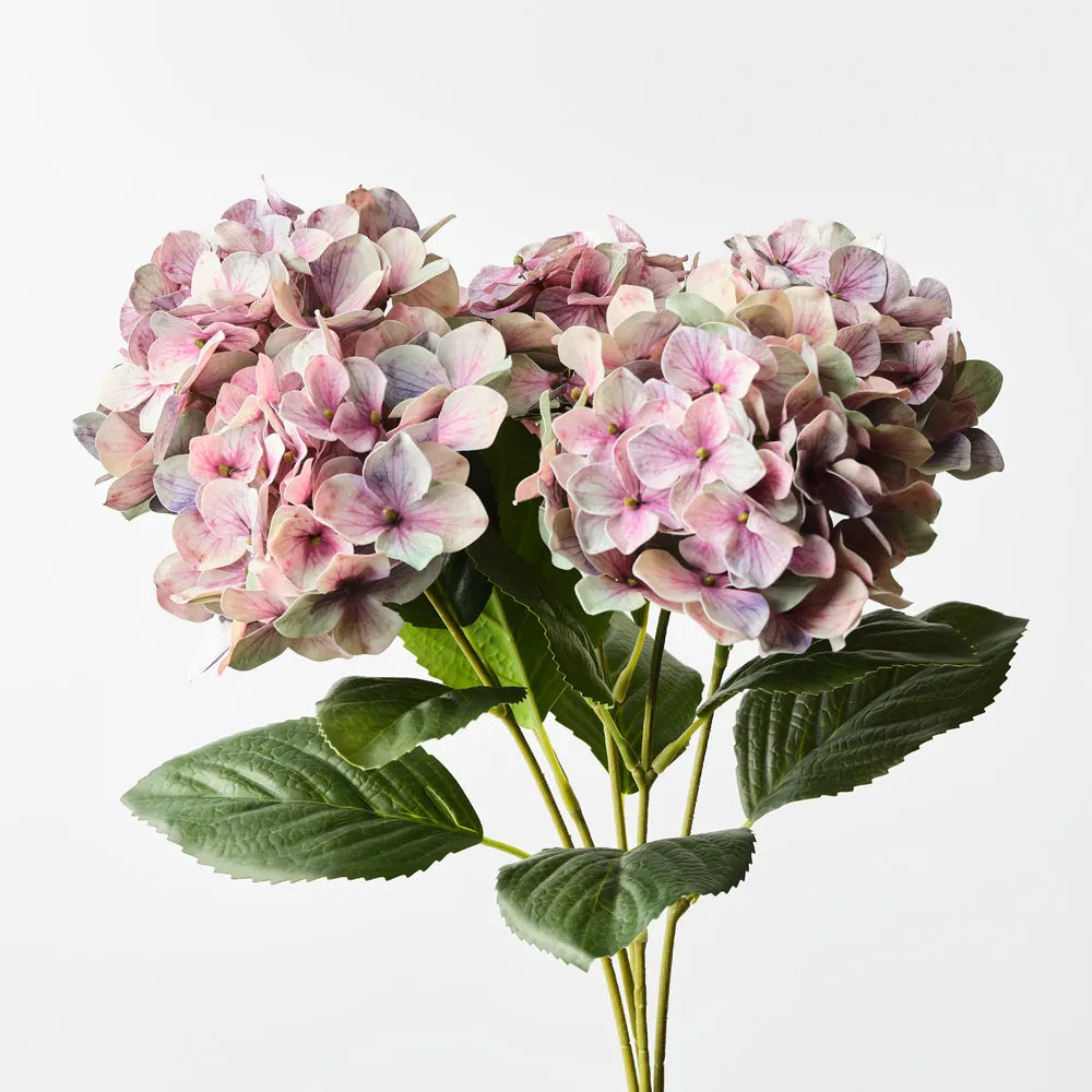 Hydrangea Bush Mauve Green 50cm