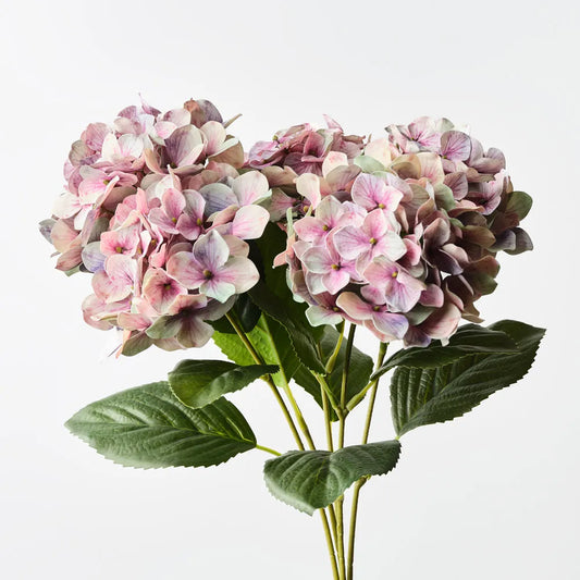 Hydrangea Bush Mauve Green 50cm