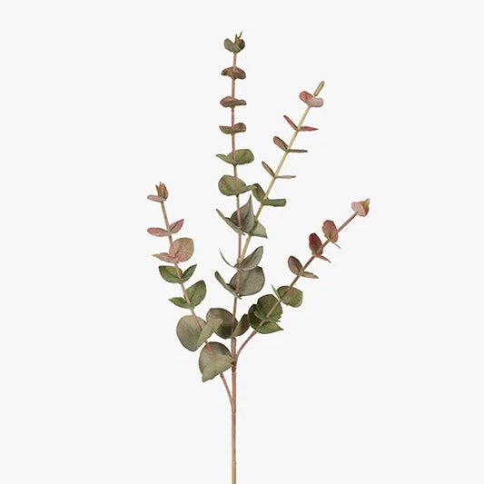 Eucalyptus Silver Dollar - Grey / Red