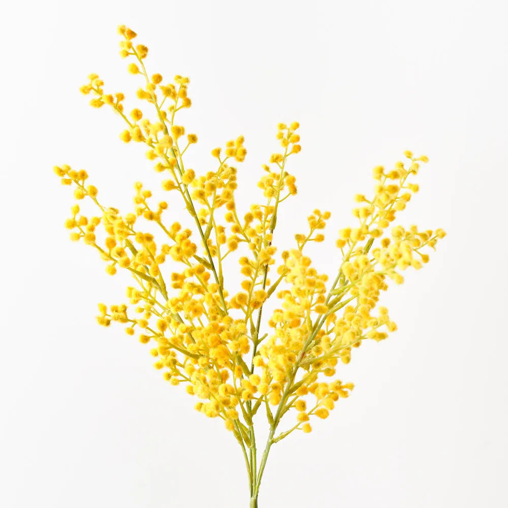 Wattle Bush 48cm