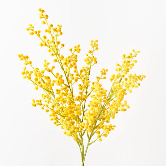 Wattle Bush 48cm